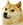 :doge